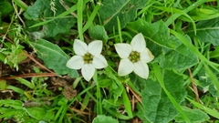 Jaborosa runcinata