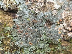 Phaeophyscia