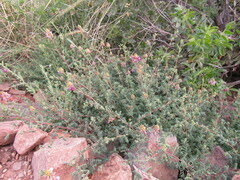 Dalea frutescens
