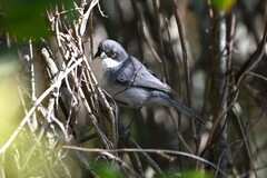 Microspingus melanoleucus