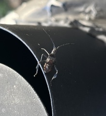 Leptoglossus oppositus