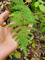 Dryopteris