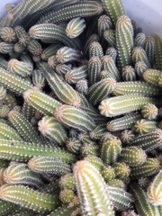 Lobivia silvestrii