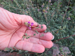 Dalea frutescens