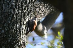 Lepidocolaptes angustirostris