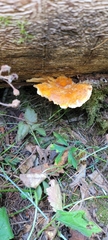 Pycnoporellus