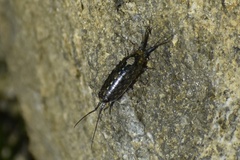 Ligia occidentalis