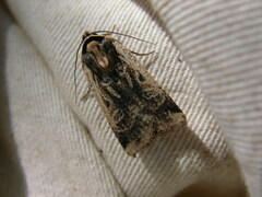 Noctuina