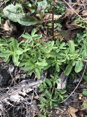 Hypericum perforatum