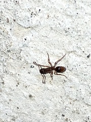 Myrmica rubra