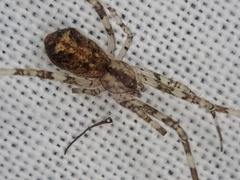 Episinus