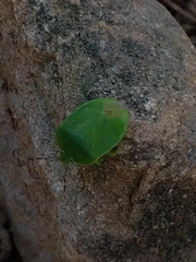 Chinavia pensylvanica