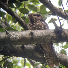 Antrostomus carolinensis