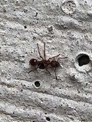 Myrmica rubra