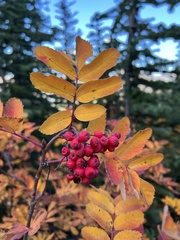 Sorbus sitchensis