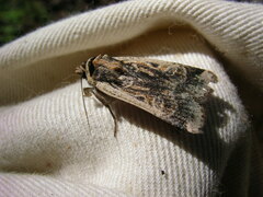 Noctuina