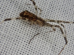 Episinus