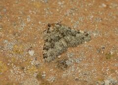 Nebula ibericata