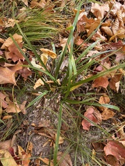 Diarrhena obovata