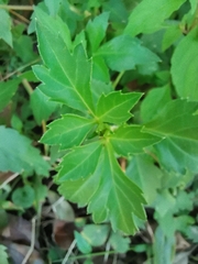 Bidens ostruthioides