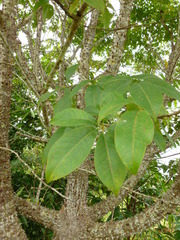 Pochota fendleri