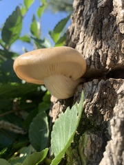 Hypsizygus