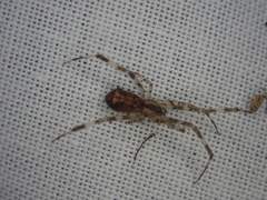 Episinus