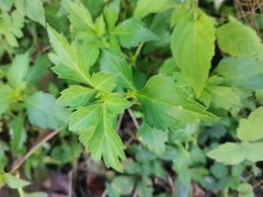 Bidens ostruthioides