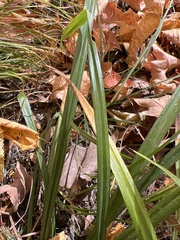 Diarrhena obovata