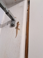 Afrogecko porphyreus