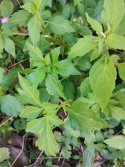 Bidens ostruthioides