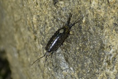 Ligia occidentalis