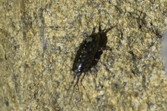 Ligia occidentalis
