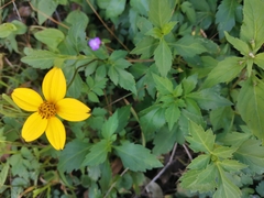 Bidens ostruthioides