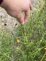 Sidneya tenuifolia