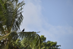 Psarocolius decumanus