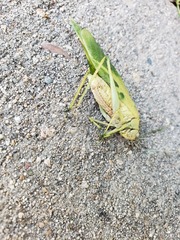 Microcentrum rhombifolium