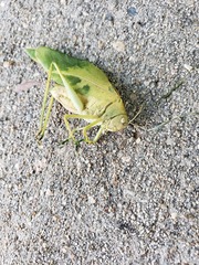 Microcentrum rhombifolium