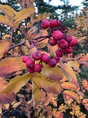 Sorbus sitchensis