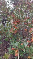 Gaiadendron punctatum