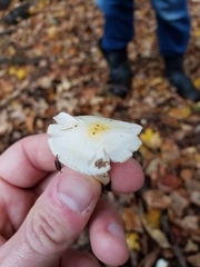Hygrophorus