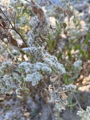 Eupatorium serotinum