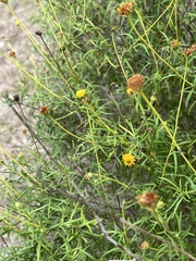 Sidneya tenuifolia