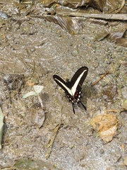 Heraclides hectorides