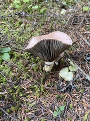 Gomphidius subroseus