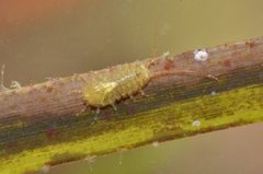 Jaera albifrons