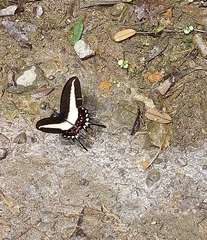 Heraclides hectorides