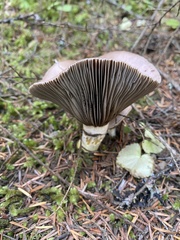 Gomphidius subroseus