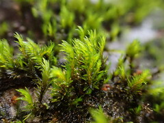 Racomitrium aquaticum