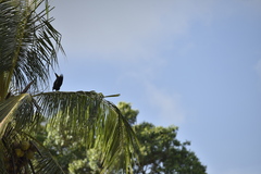 Psarocolius decumanus